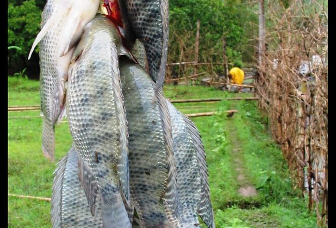 Enhanced Tilapia for fisheries