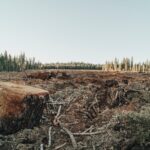 Nigeria’s Deforestation problem
