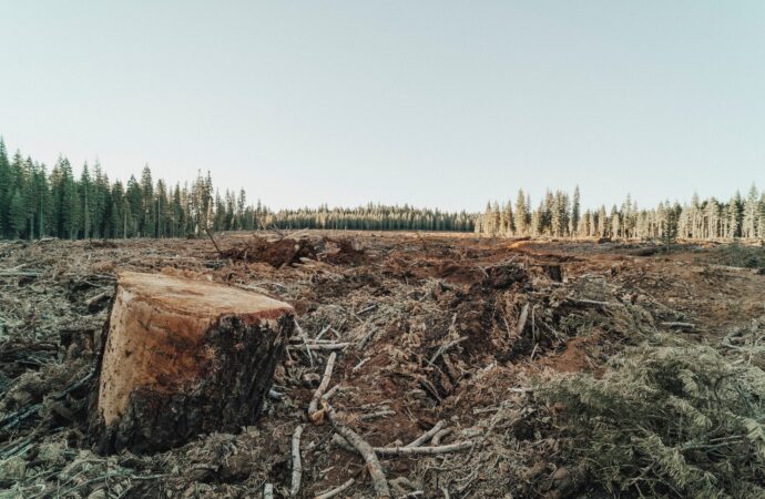 Nigeria’s Deforestation problem