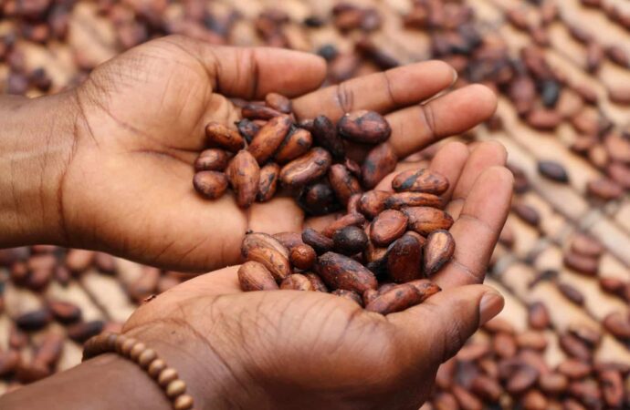 Cocoa productivity declines in Nigeria
