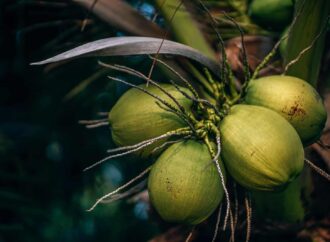 N60 billion possible with coconut products