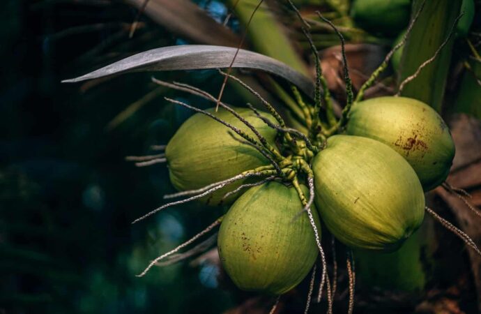 N60 billion possible with coconut products