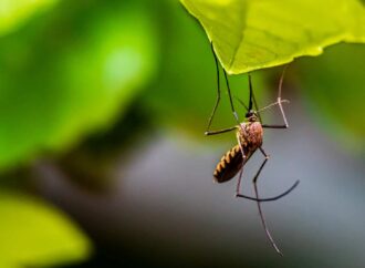 Niger begins 3.7m mosquito net distribution