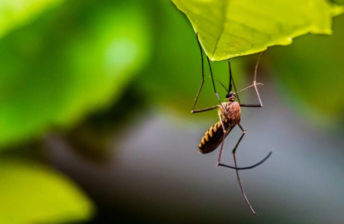Niger begins 3.7m mosquito net distribution