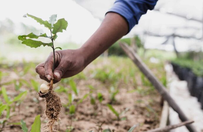 A Project to Plant 250,000 trees in Nigeria