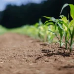 Nigeria’s Agric sector rose by 18.33% in 2022