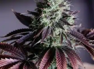 NDLEA intercepts 1,430kgs of cannabis