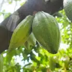 Nigeria 4th in cocoa production worldwide