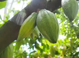 Nigeria 4th in cocoa production worldwide