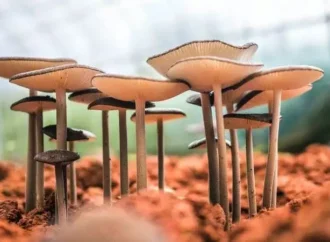 Mushroom market to expand by 9.7 percent